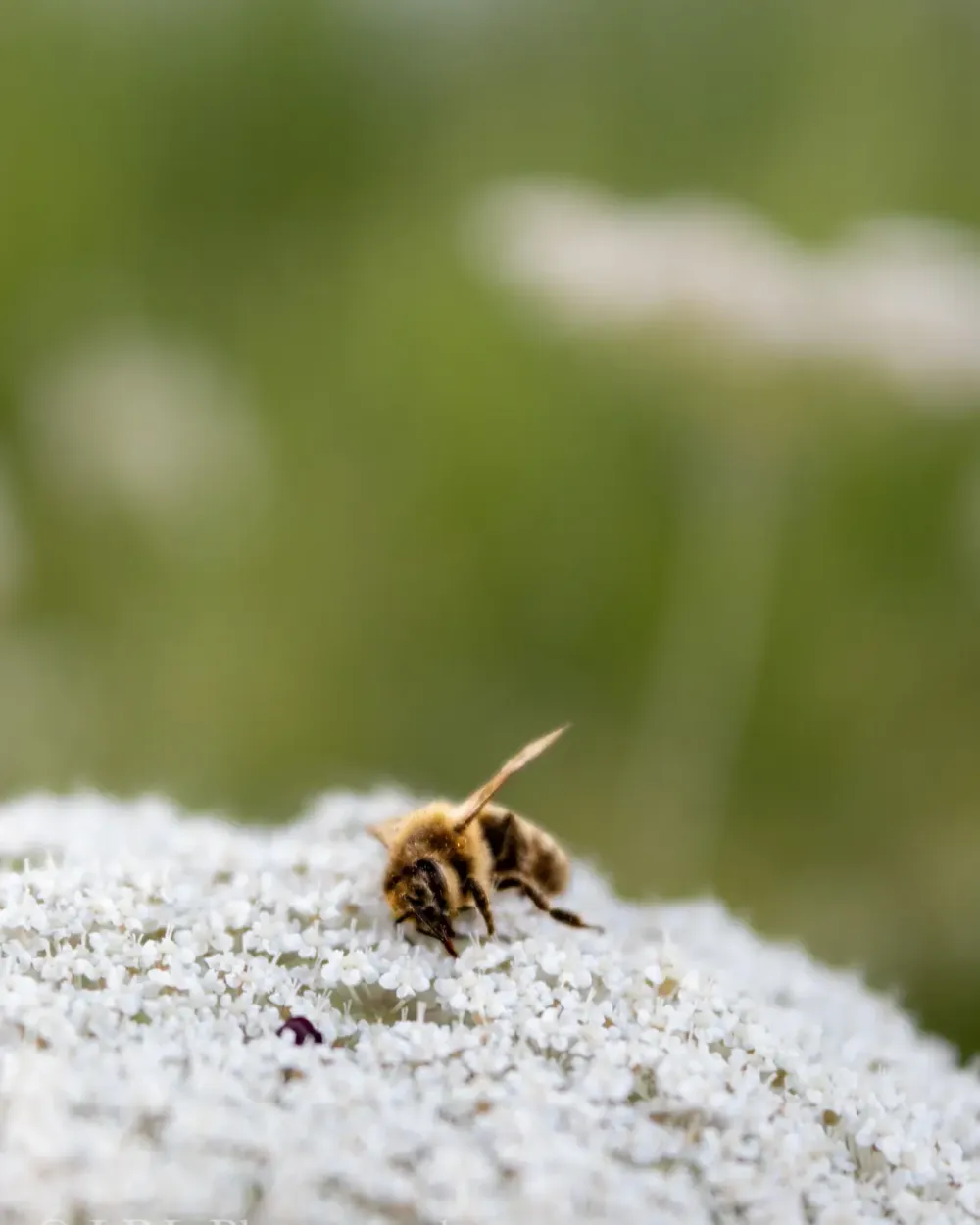 Bee resting on a white flower against a softly blurred green background