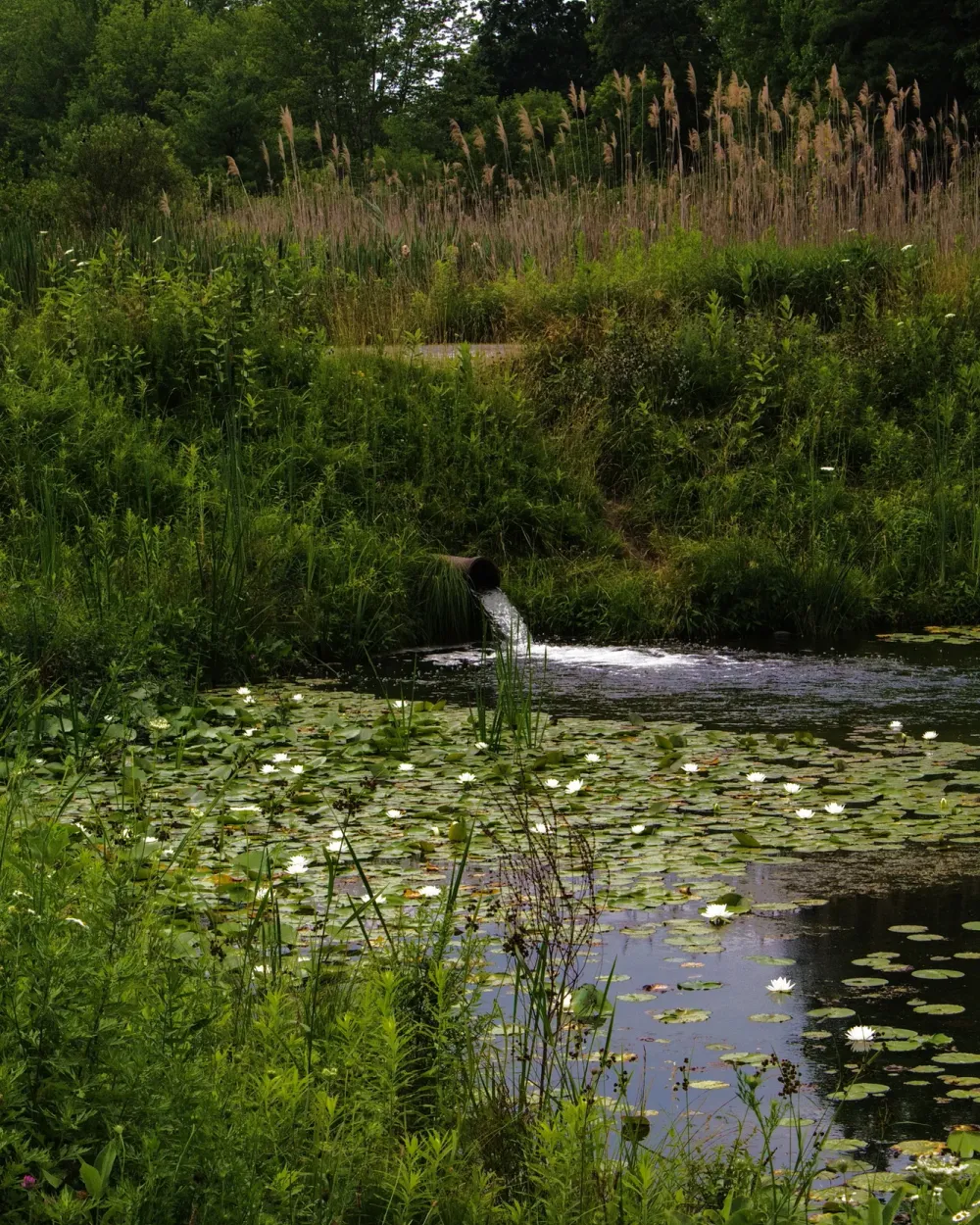 Garden pond with lily pads, a small waterfall, and dense summer greenery